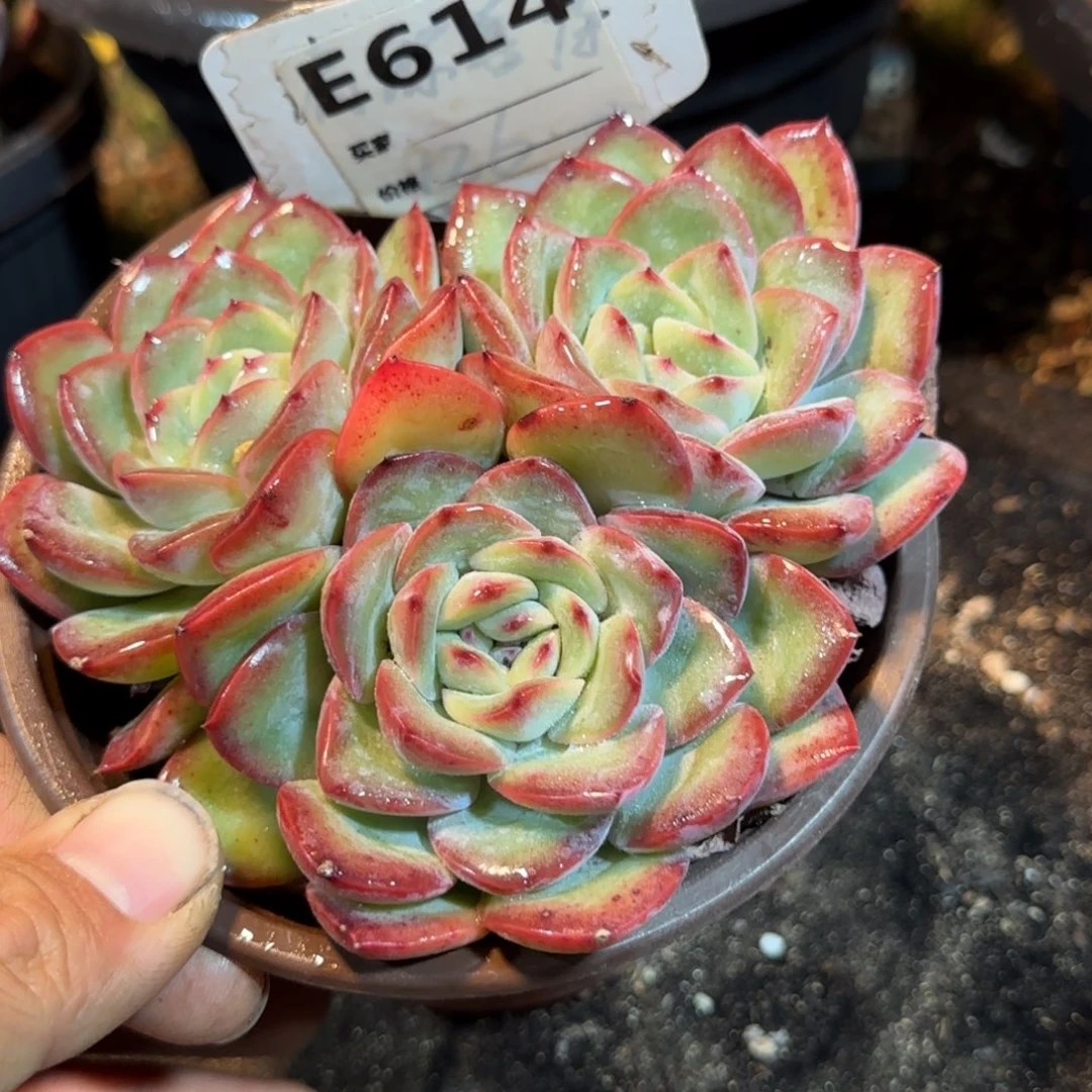 血液王子一物一拍包装收缩花旱