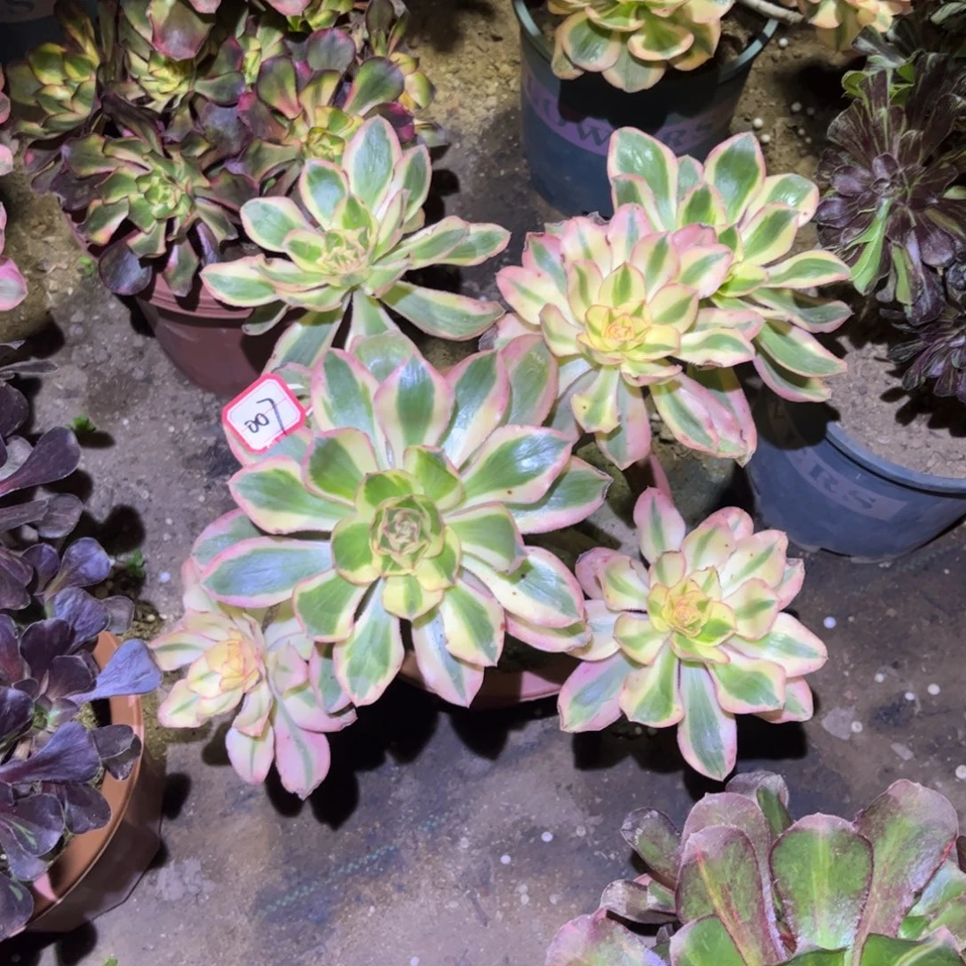 007多肉植物燕姿锦
