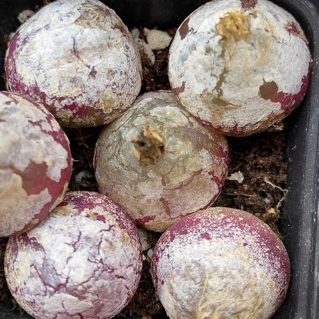 2216大灯泡有瑕疵一组2.5厘米左右