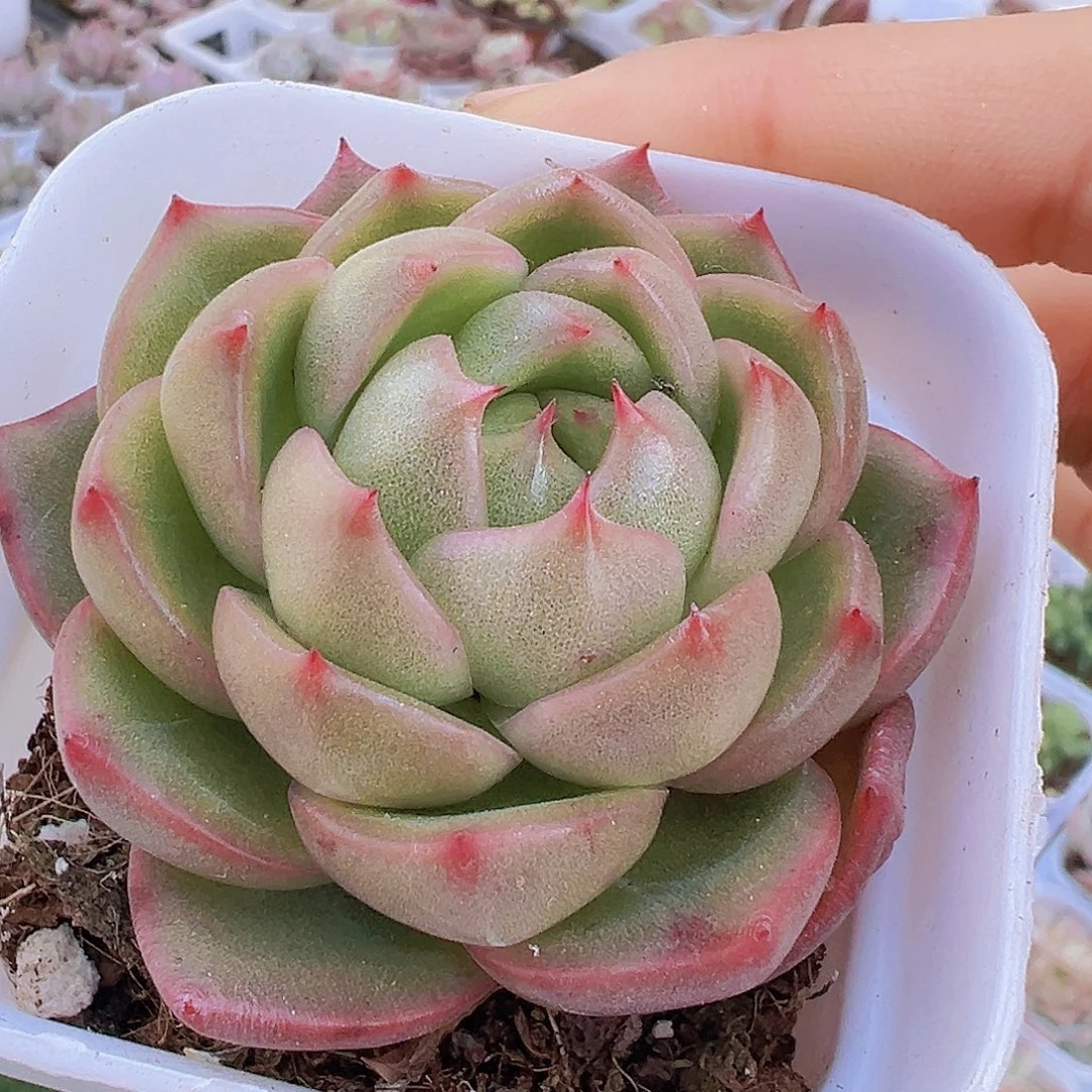 冰宝龙19包邮多肉