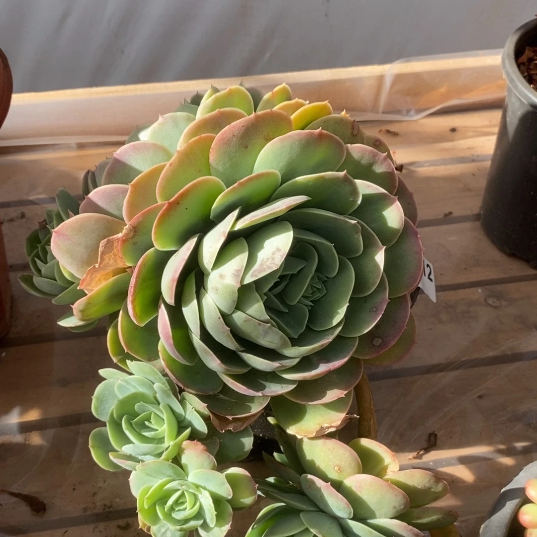 5312桃花坞一物一拍