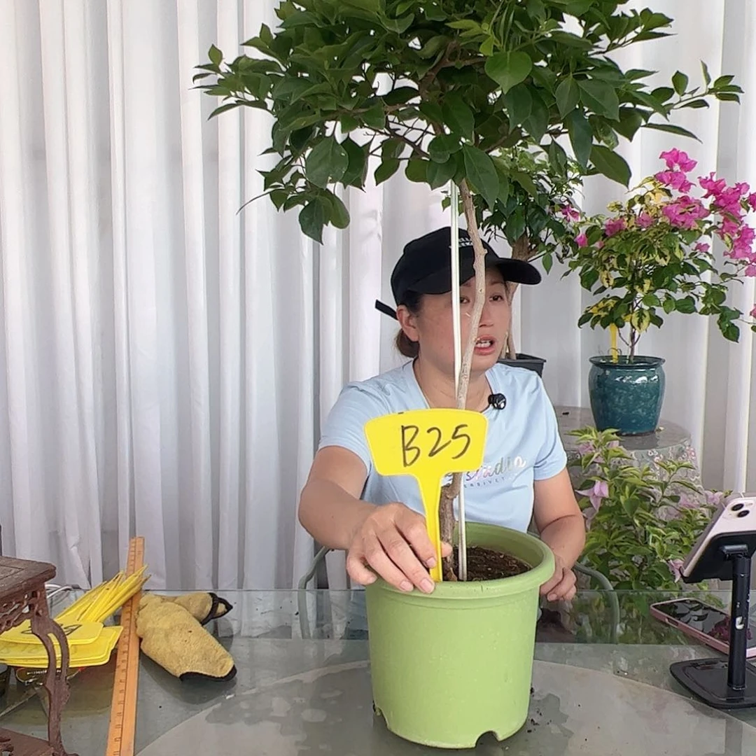 当前无花栽培后可以开花B25佩德罗棒棒糖