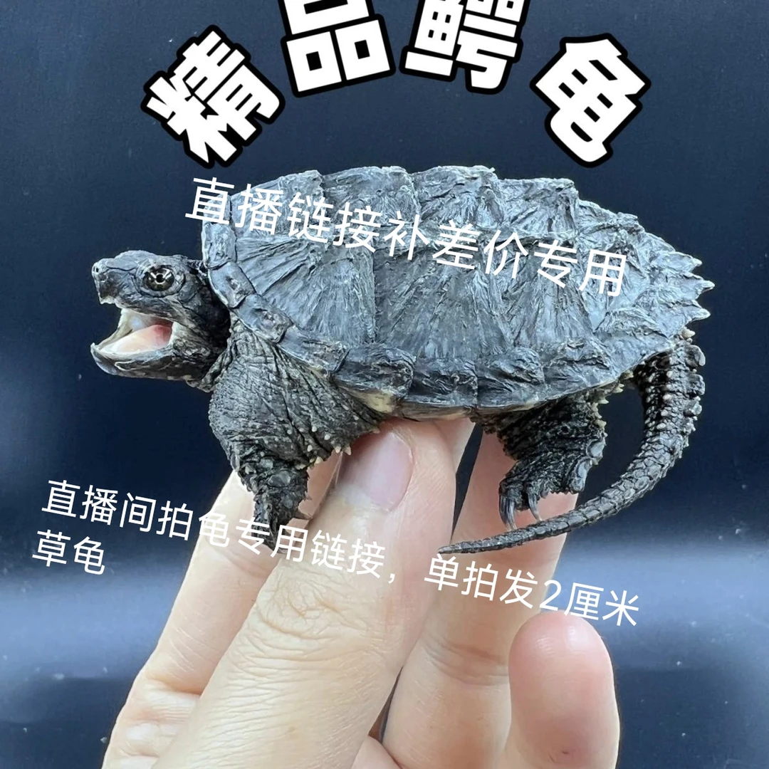 直播专用链接北美小鳄龟活体宠物龟观赏水龟大龟苗