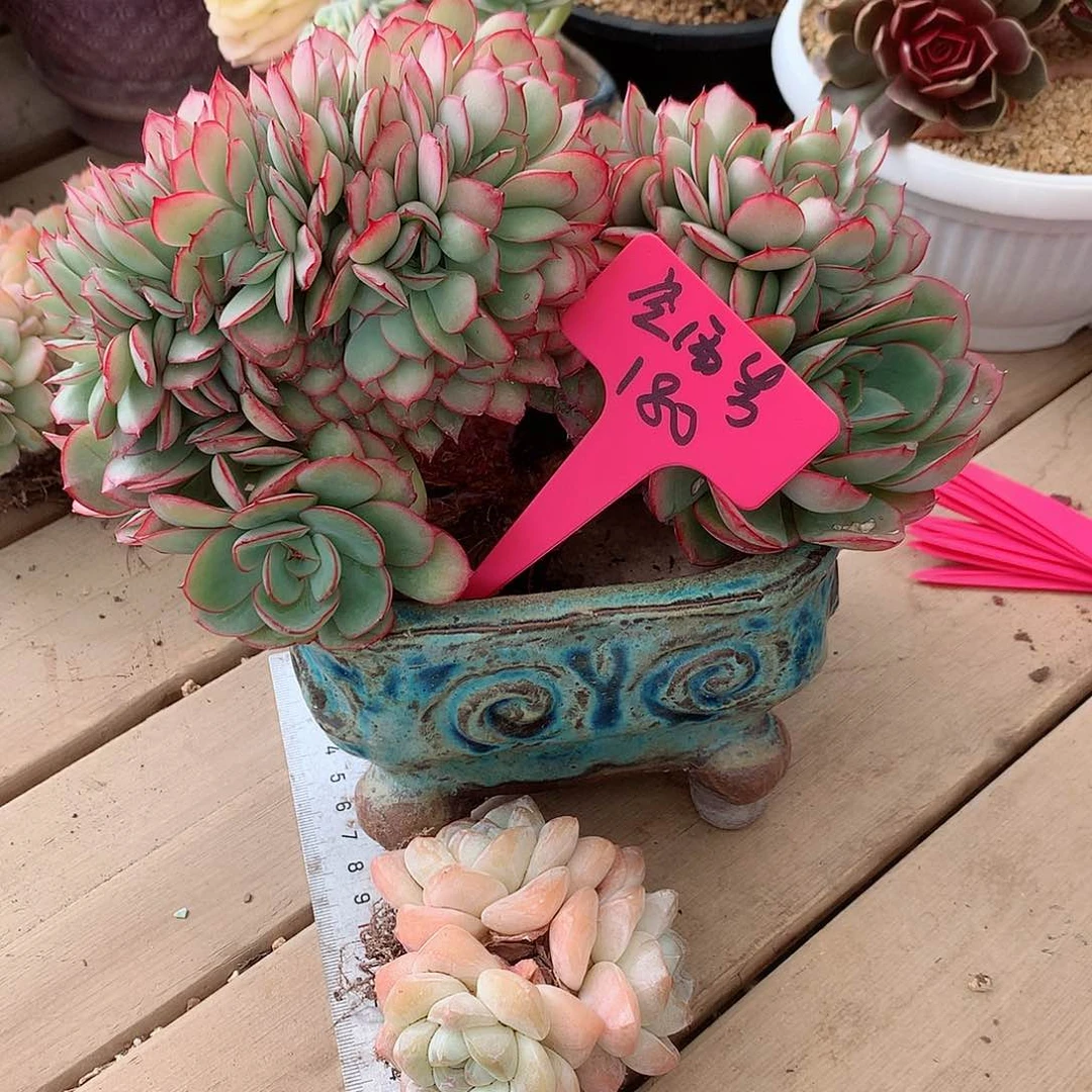 冷**底牡丹亭一物一拍