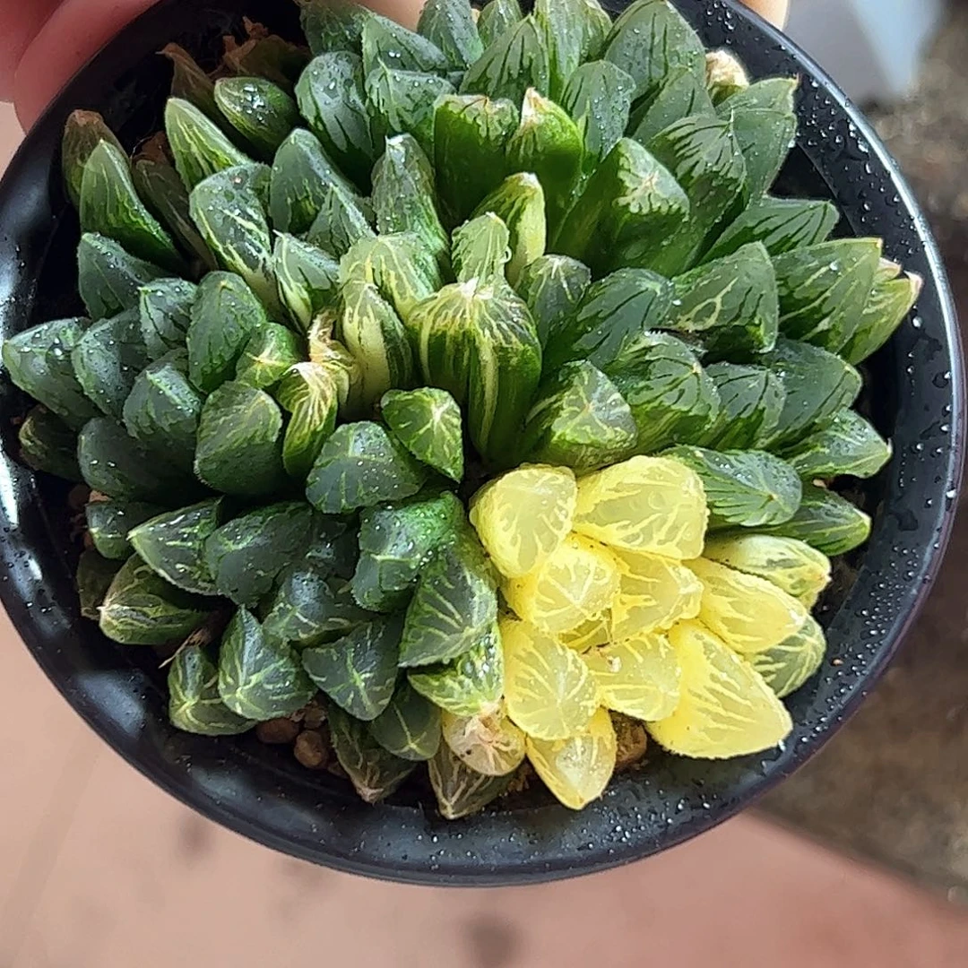 花水晶群锦十二卷多肉