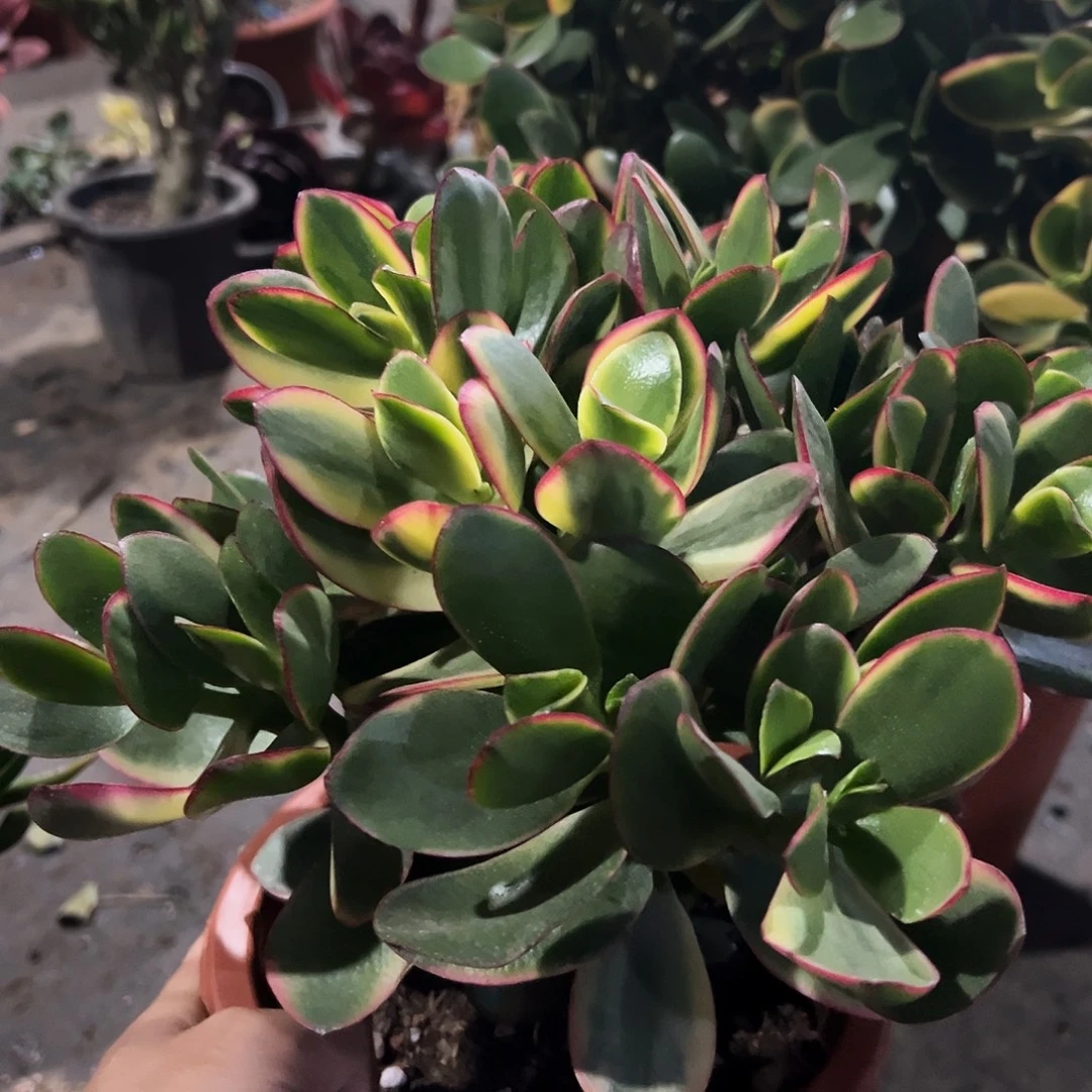 稀有新花月锦带盆发货8841