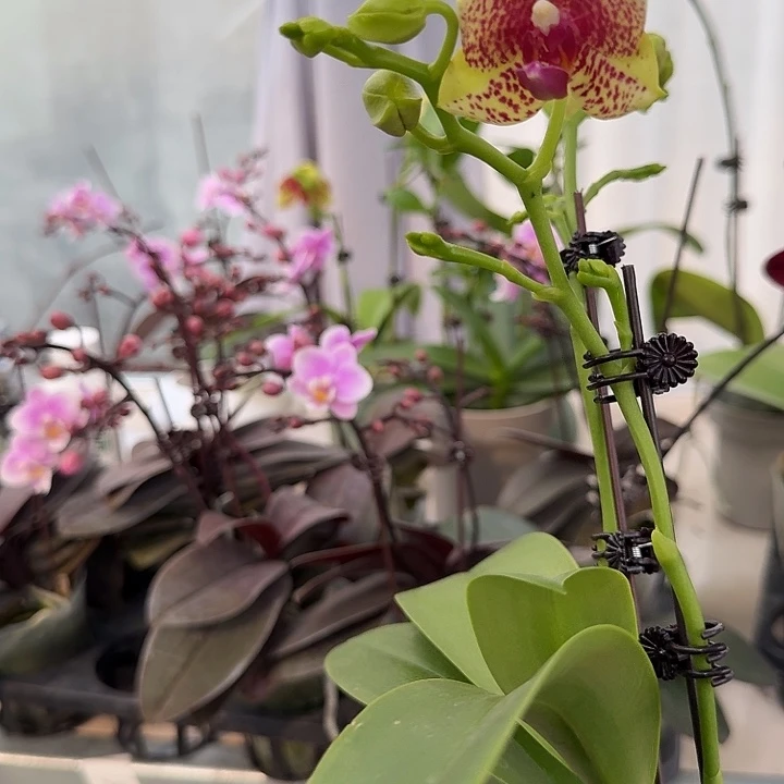 大部分开放少量花苞麻点