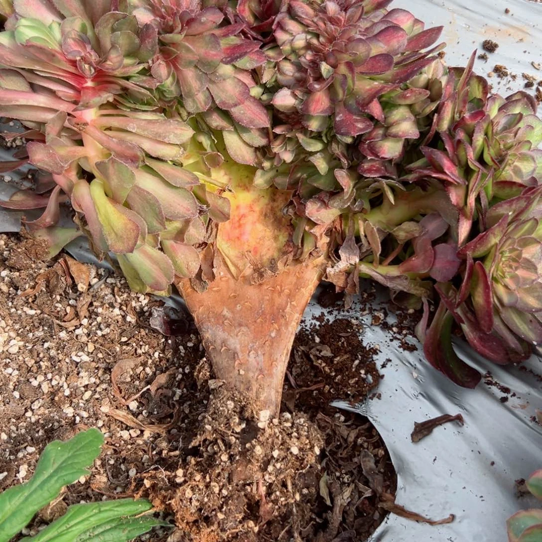 我7173 号多肉法师新年特价