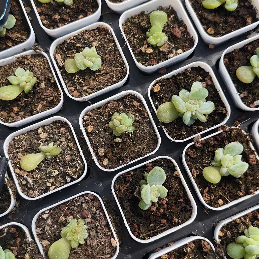 浮玉中盆外棚一个满25包邮