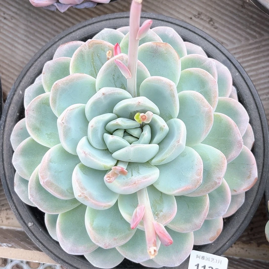 阿雅园艺。    1133