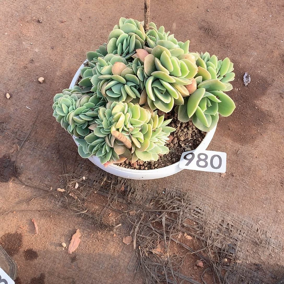 980星纳塔 一物一拍多肉