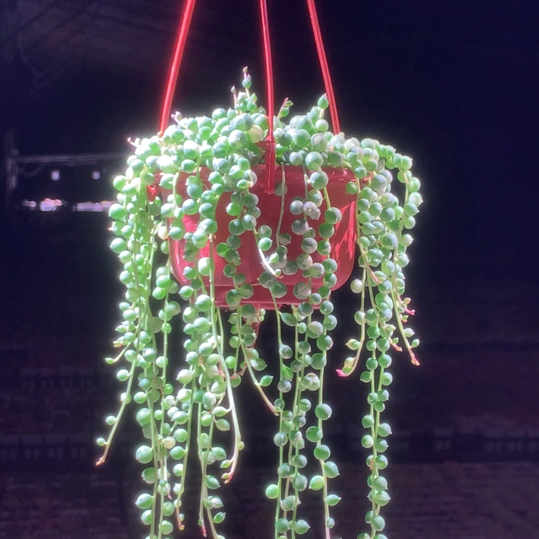 白佛珠拉丝锦带盆发