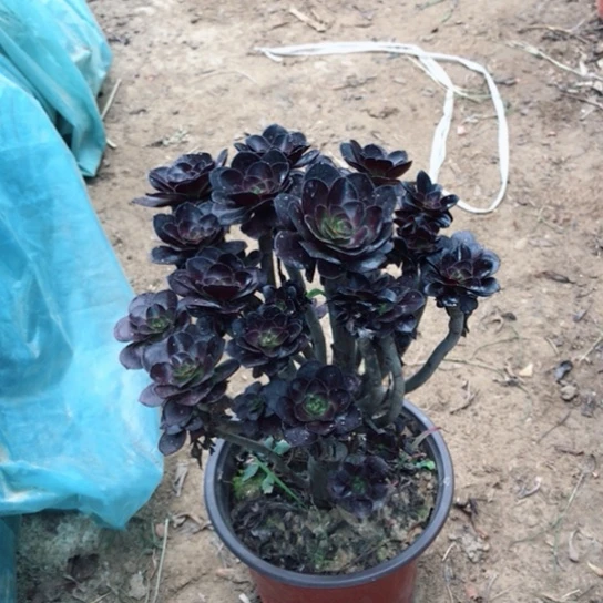 文***文圆叶玫瑰法师多肉植物70