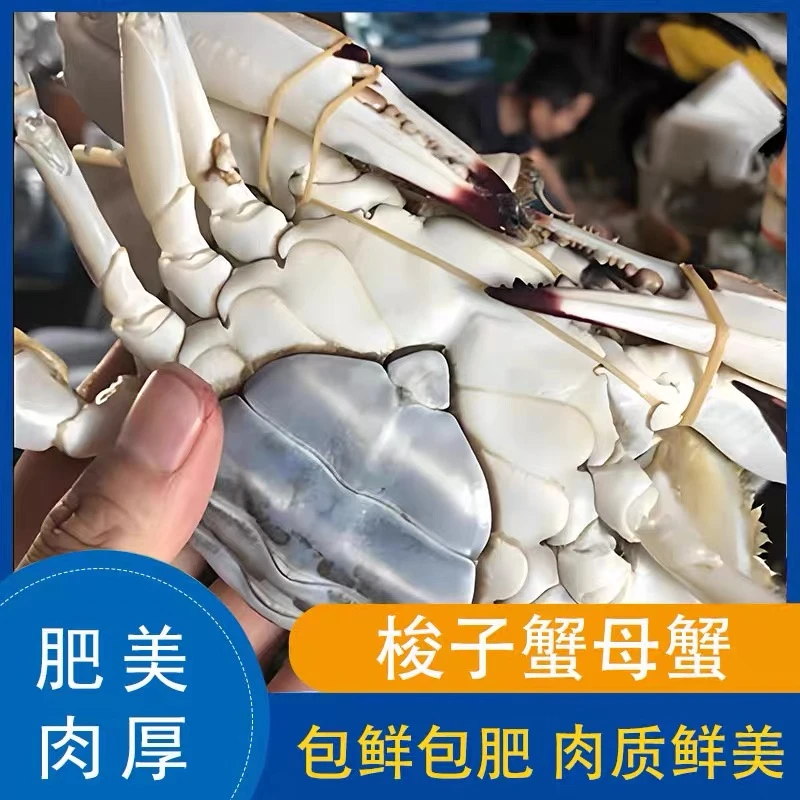6-8两/只约3.5斤5只装母蟹舟山国际水产城野生梭子蟹【冻蟹】肉母蟹新鲜速冻不建议整只蒸煮螃蟹梭子蟹同城