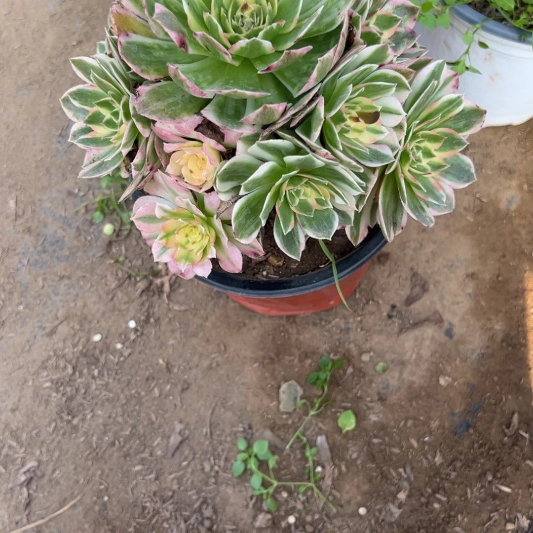 763海王多肉植物法师多肉