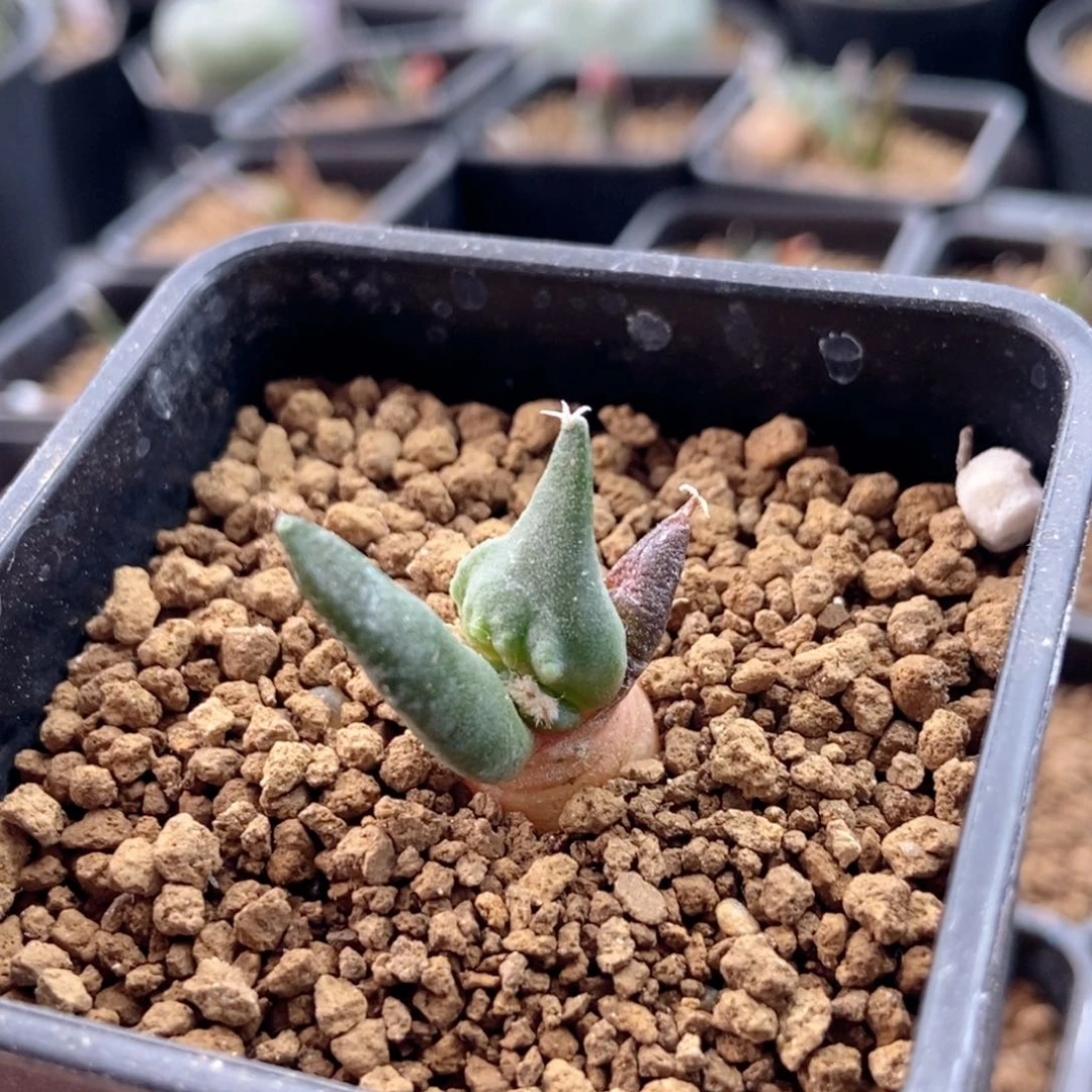 无刺仙人球开花了，