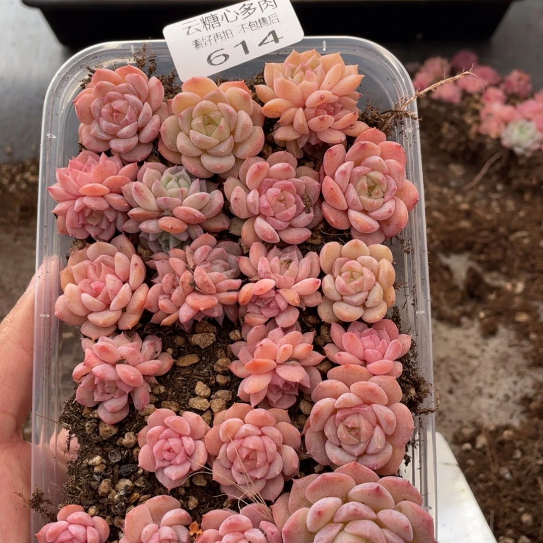 云糖心多肉植物614