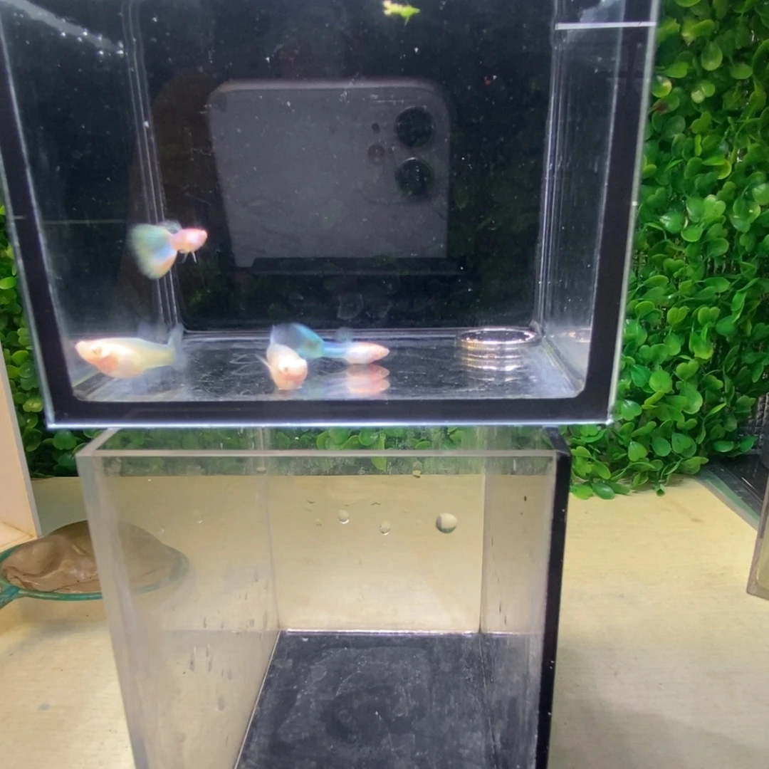 孔雀鱼极光幻彩两对公鱼比较小