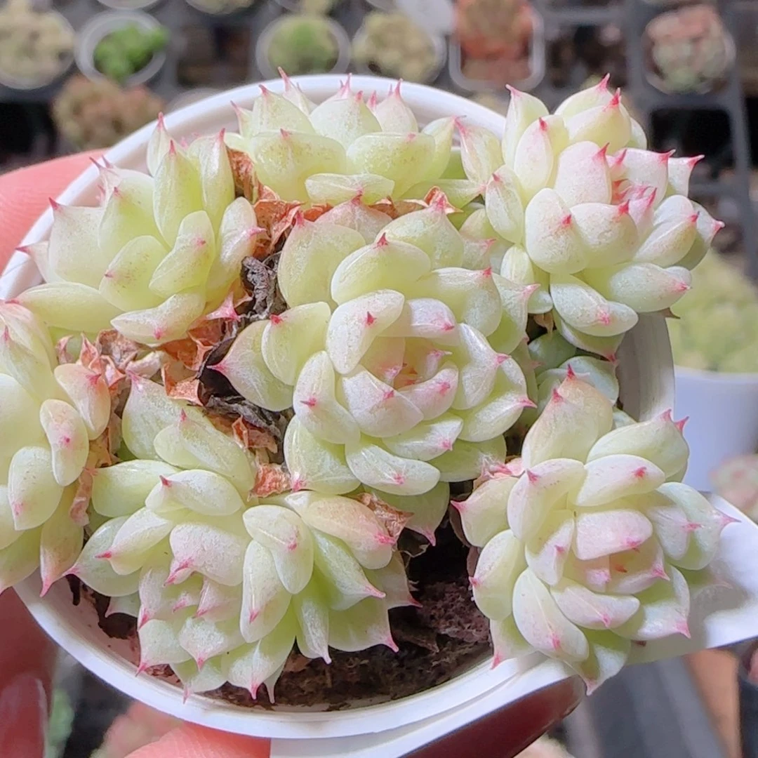 花语逸镜1030-84散