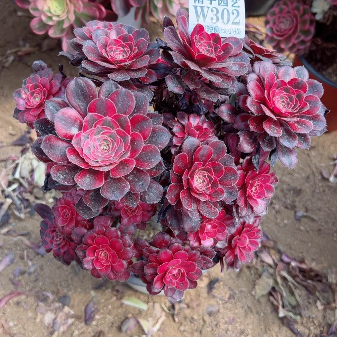 302香奈儿尺寸20左右