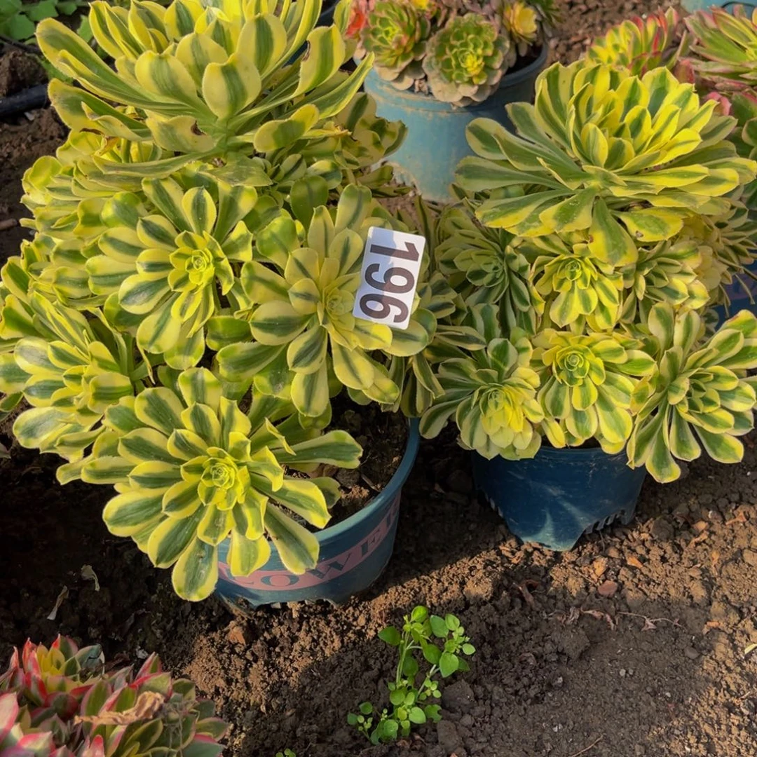 两盆法师26///-22包邮