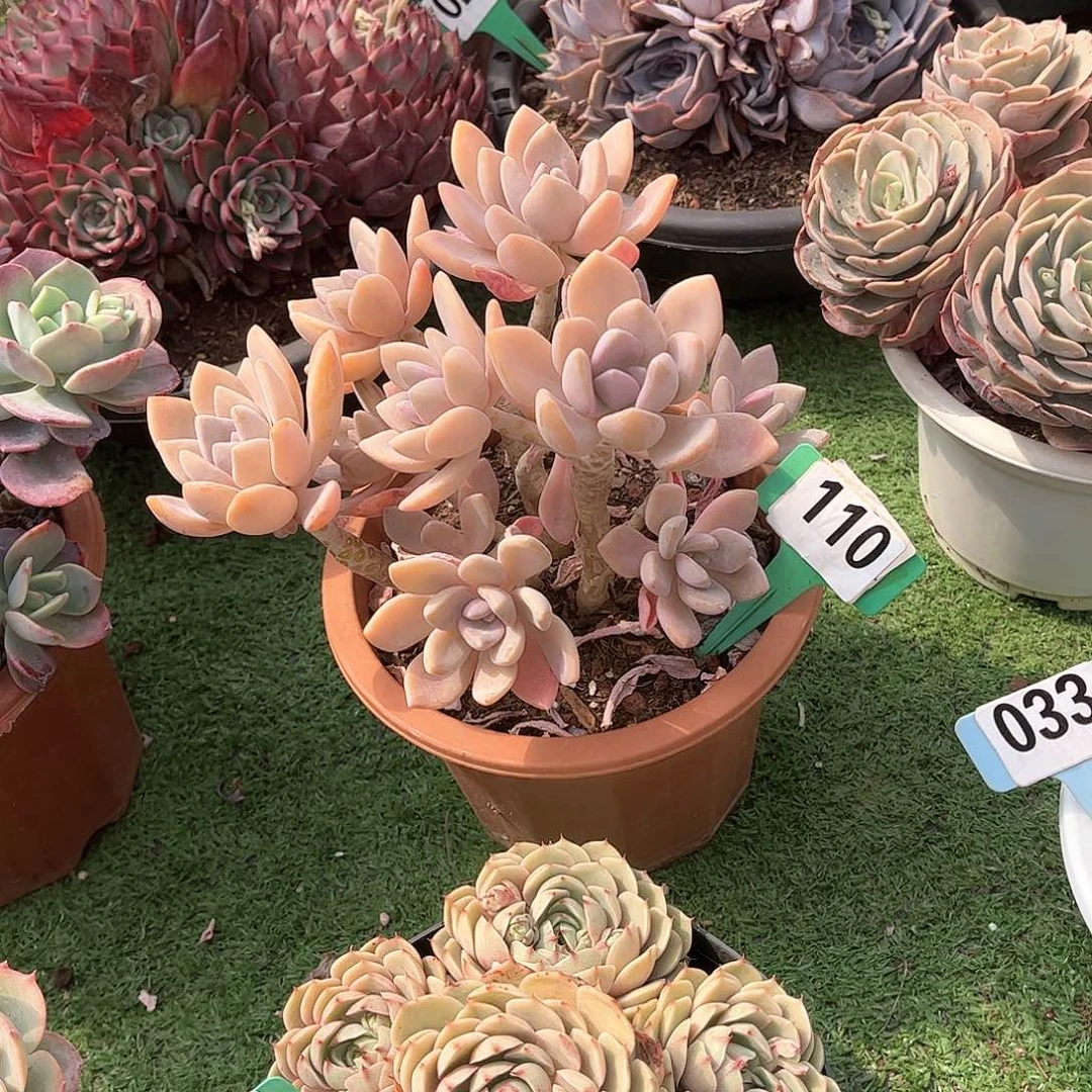 不*冬美人多肉植物110