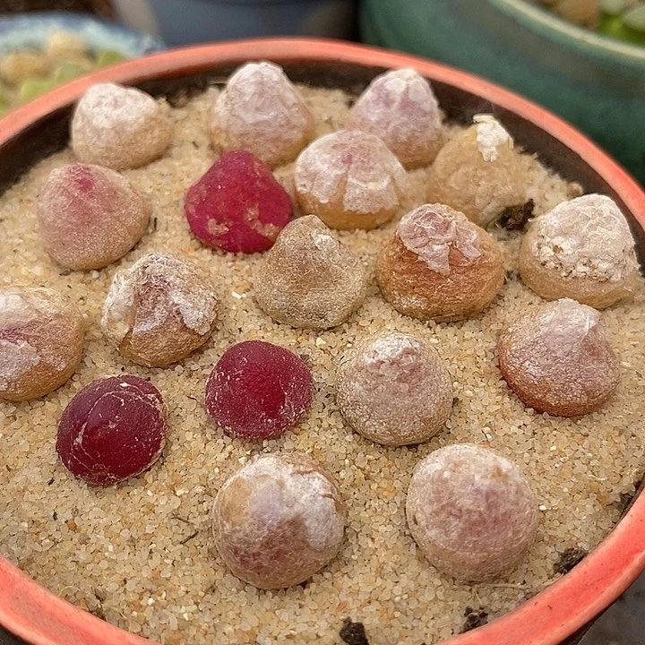 灯泡一颗   1厘米以上