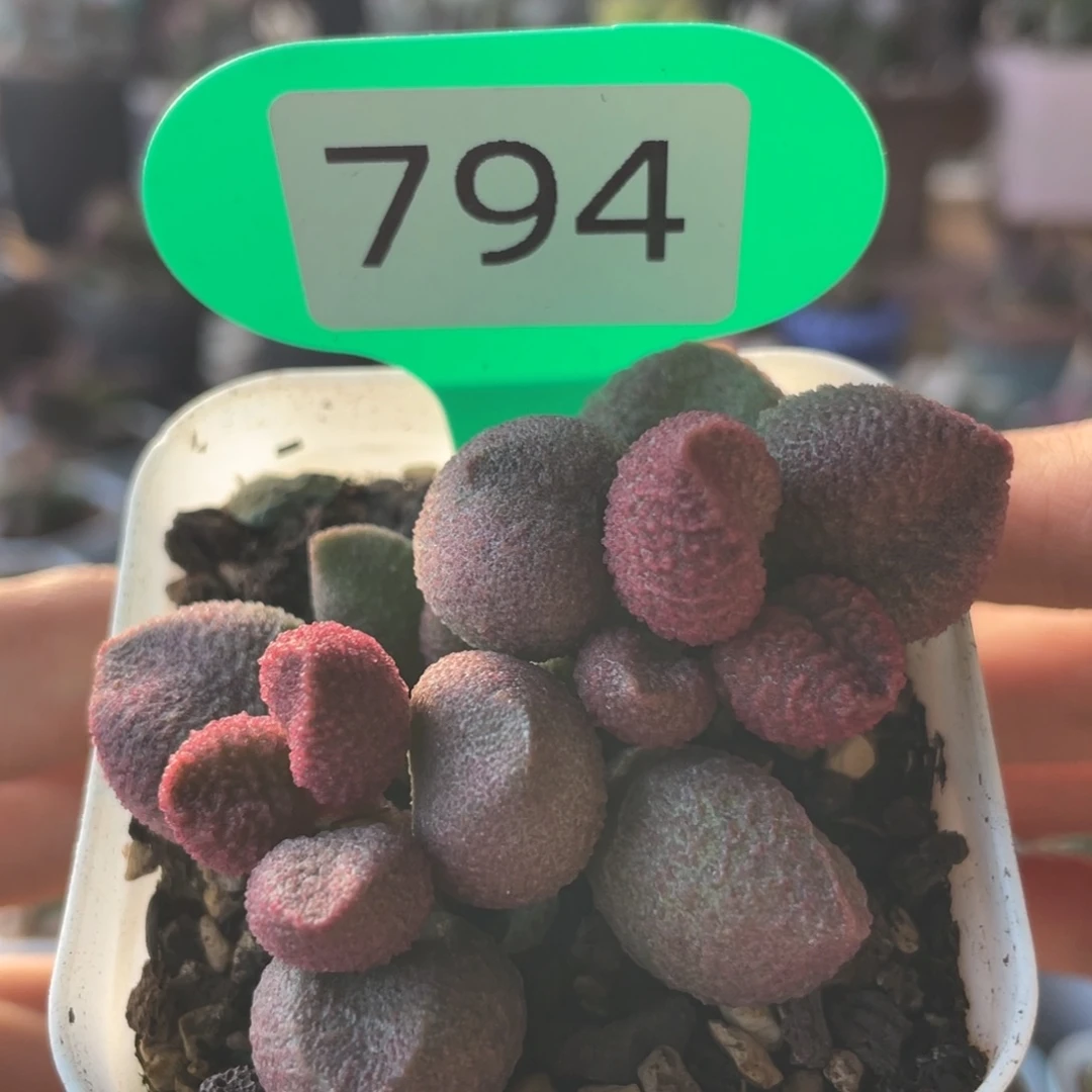 三***季 水蜜桃。 794。