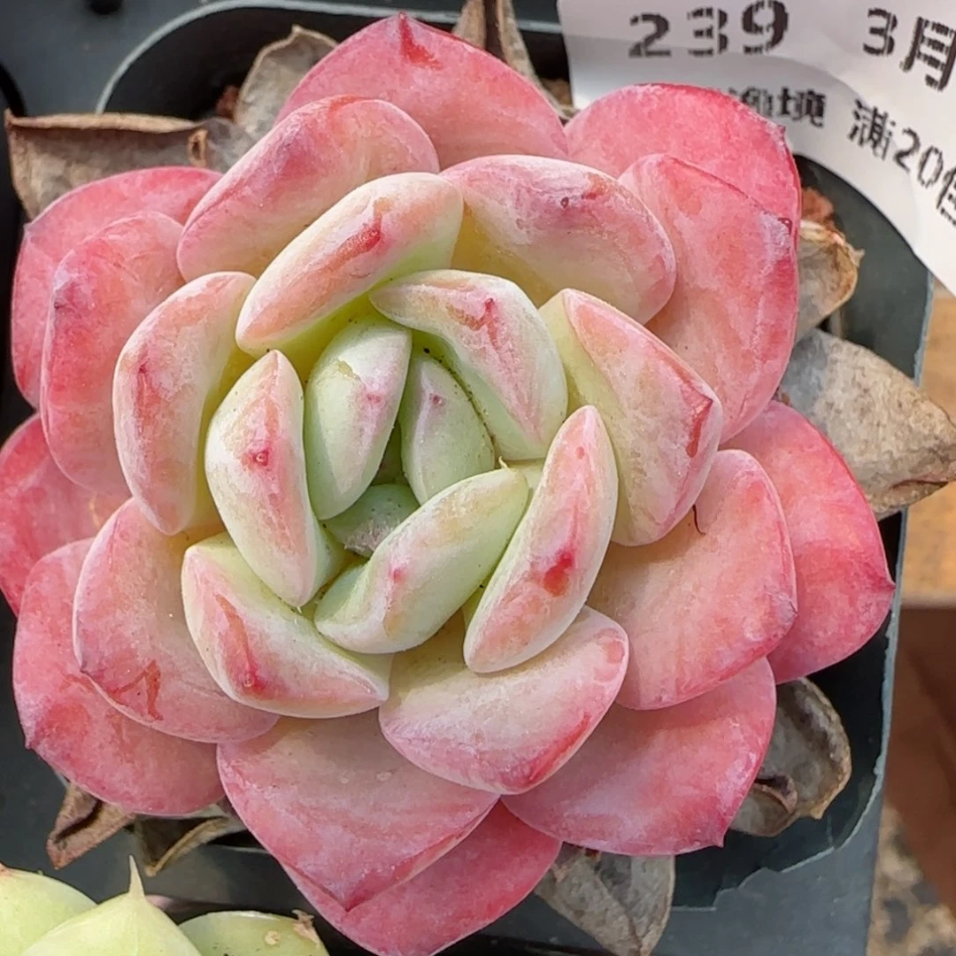 花语逸镜0313-239