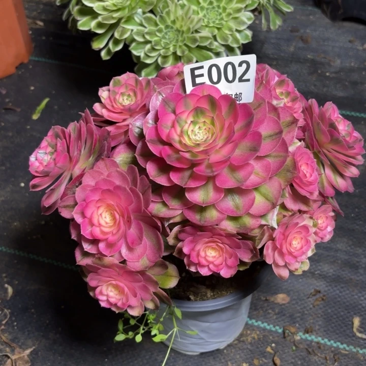 瑞妈一物一拍002