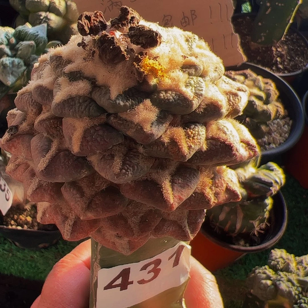 无花朵紫肌大尤黑牡丹431