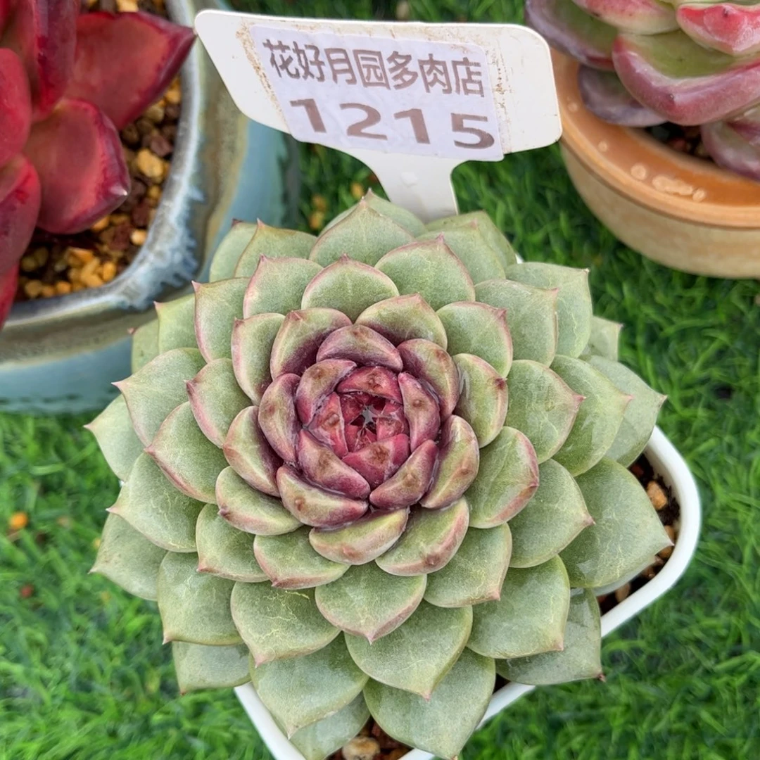 多肉植物1215 满30包邮