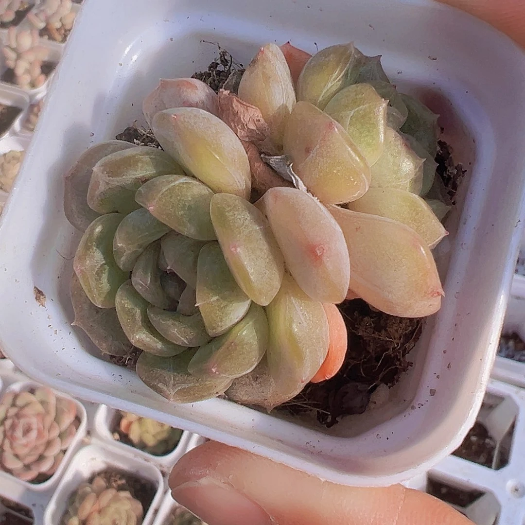 双头精品白恋19包邮多肉植物