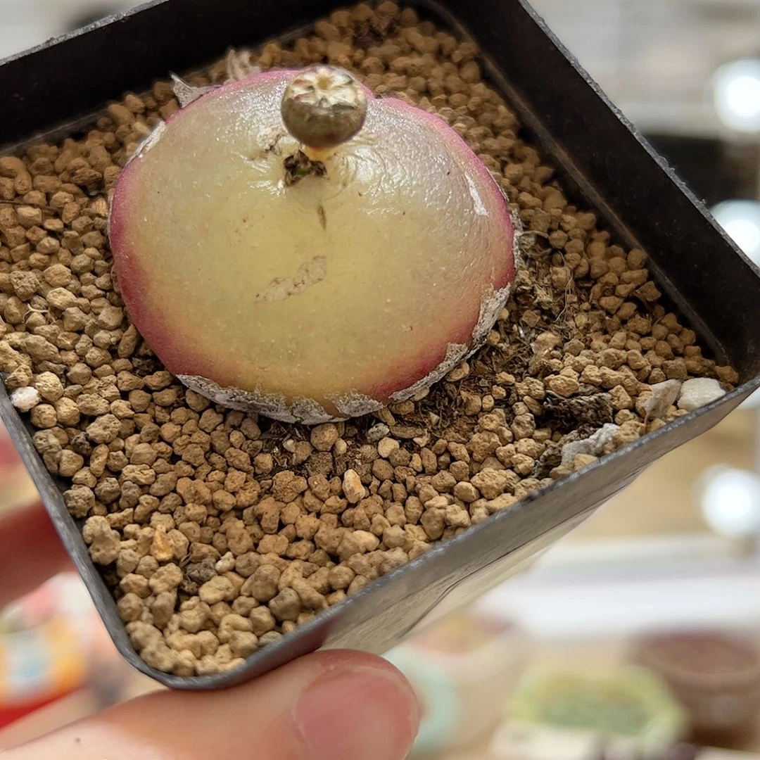 【闪购商品】253 大灯泡4.2cm 10年+