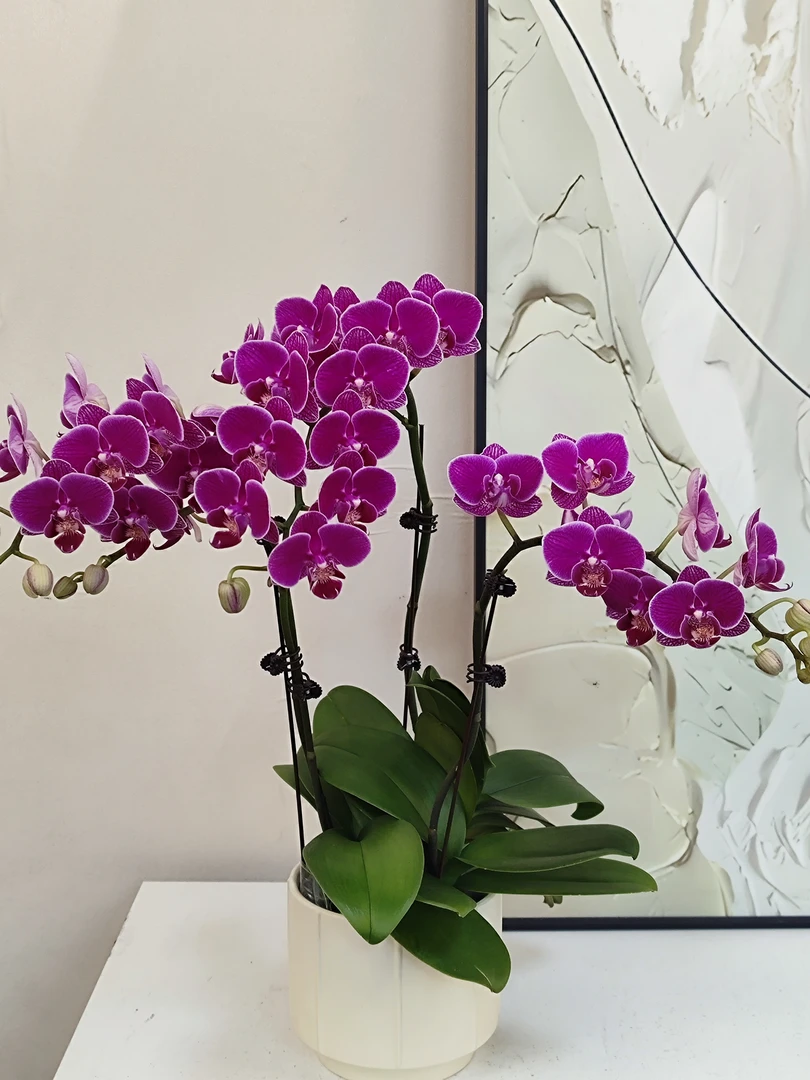 蝴蝶兰 【红酒】真花 秋冬耐寒花卉 四季开花 多样性发货