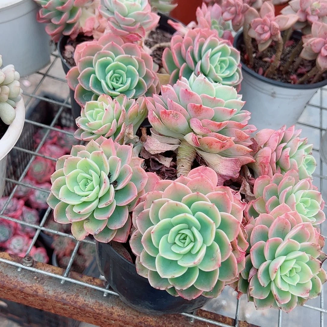 哈密瓜多头群生精品特价