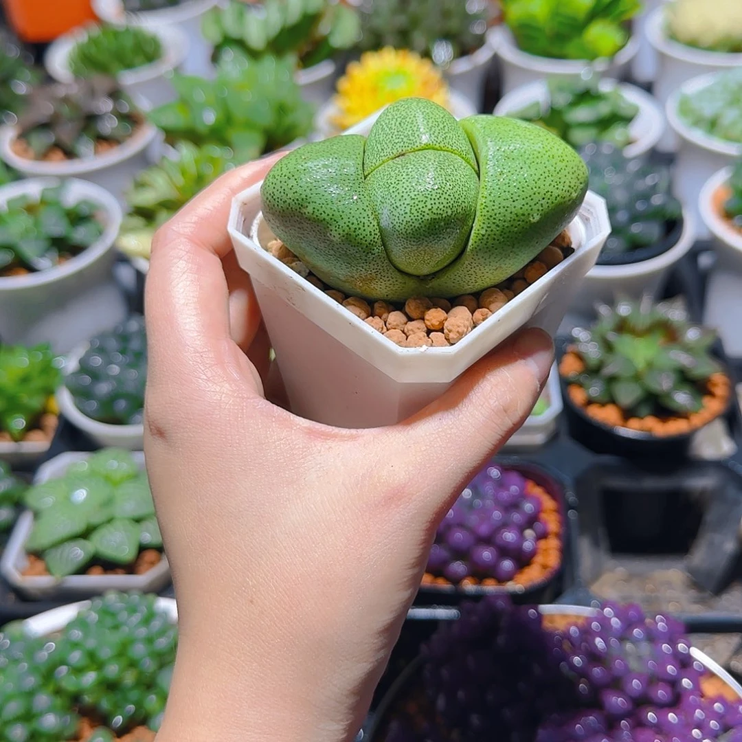 绿元宝多肉，原盆