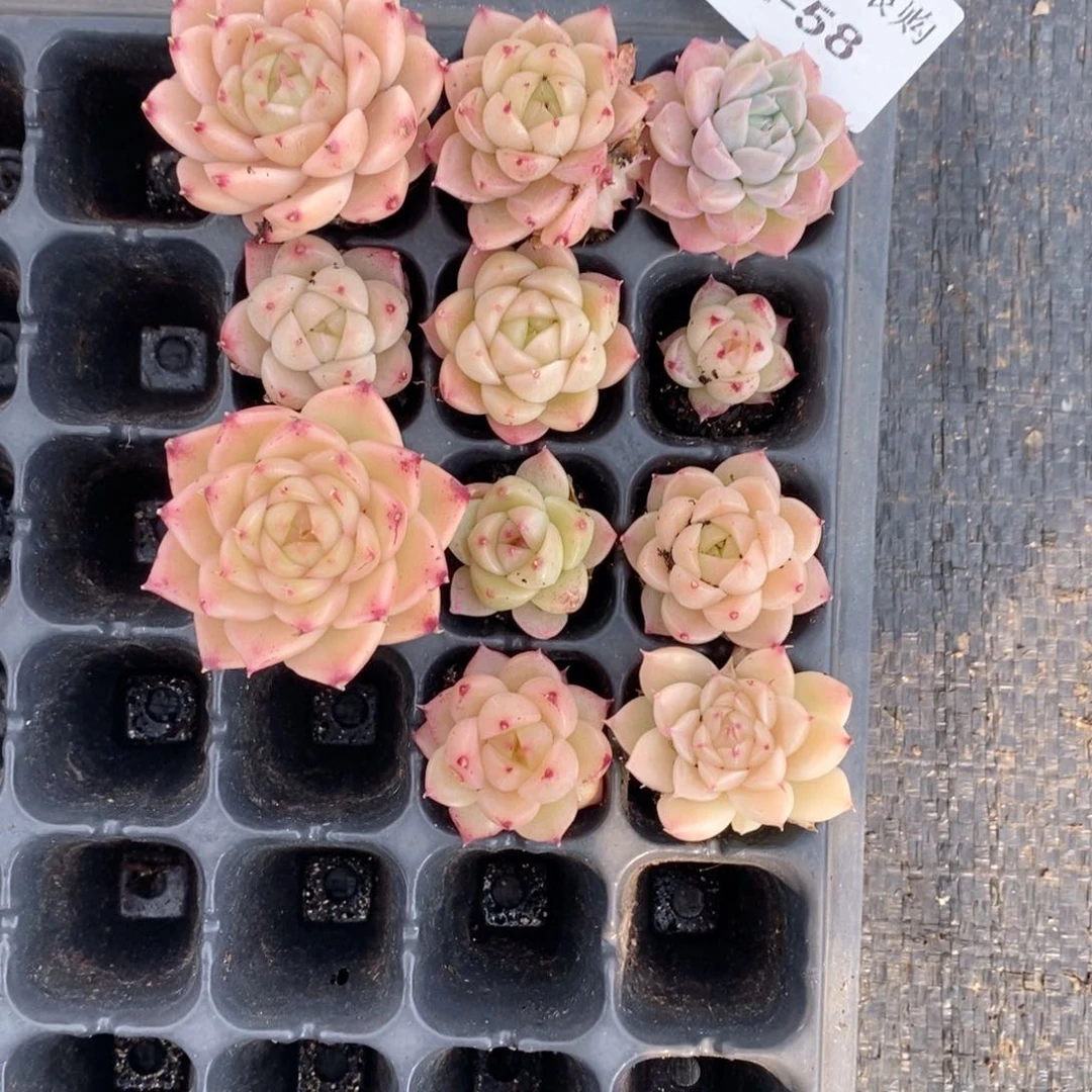 ?*2-58多肉多肉多肉多肉多肉