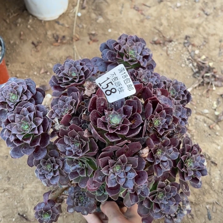 158荷兰玫瑰手捧1