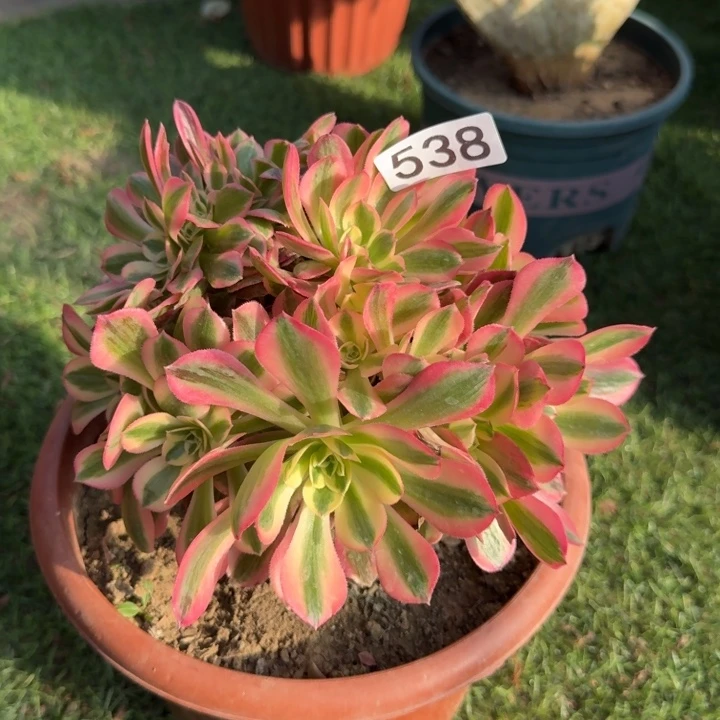 粉女巫缀化法师锦538