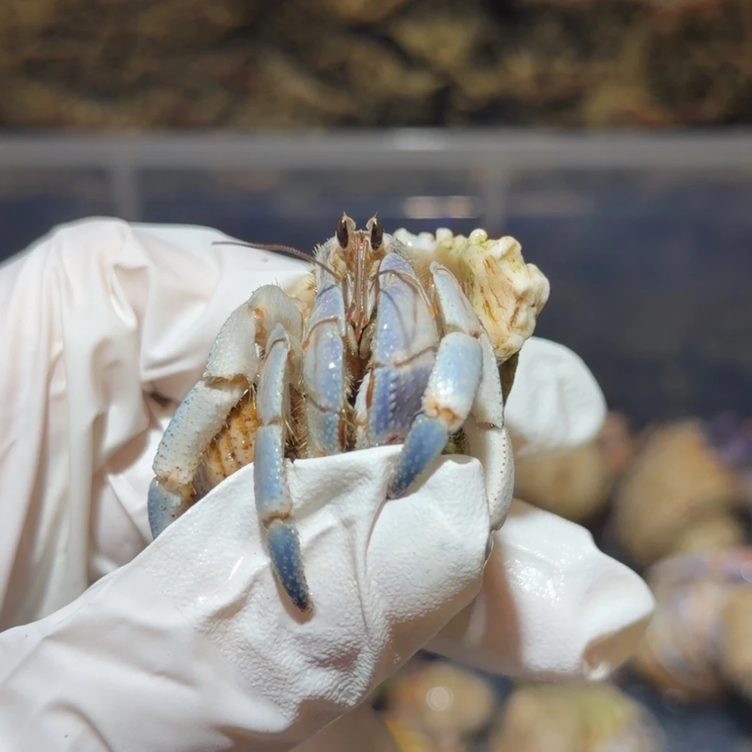 17号浅蓝陆陆2口