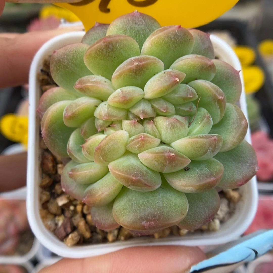 珍妮缀化可拍618号