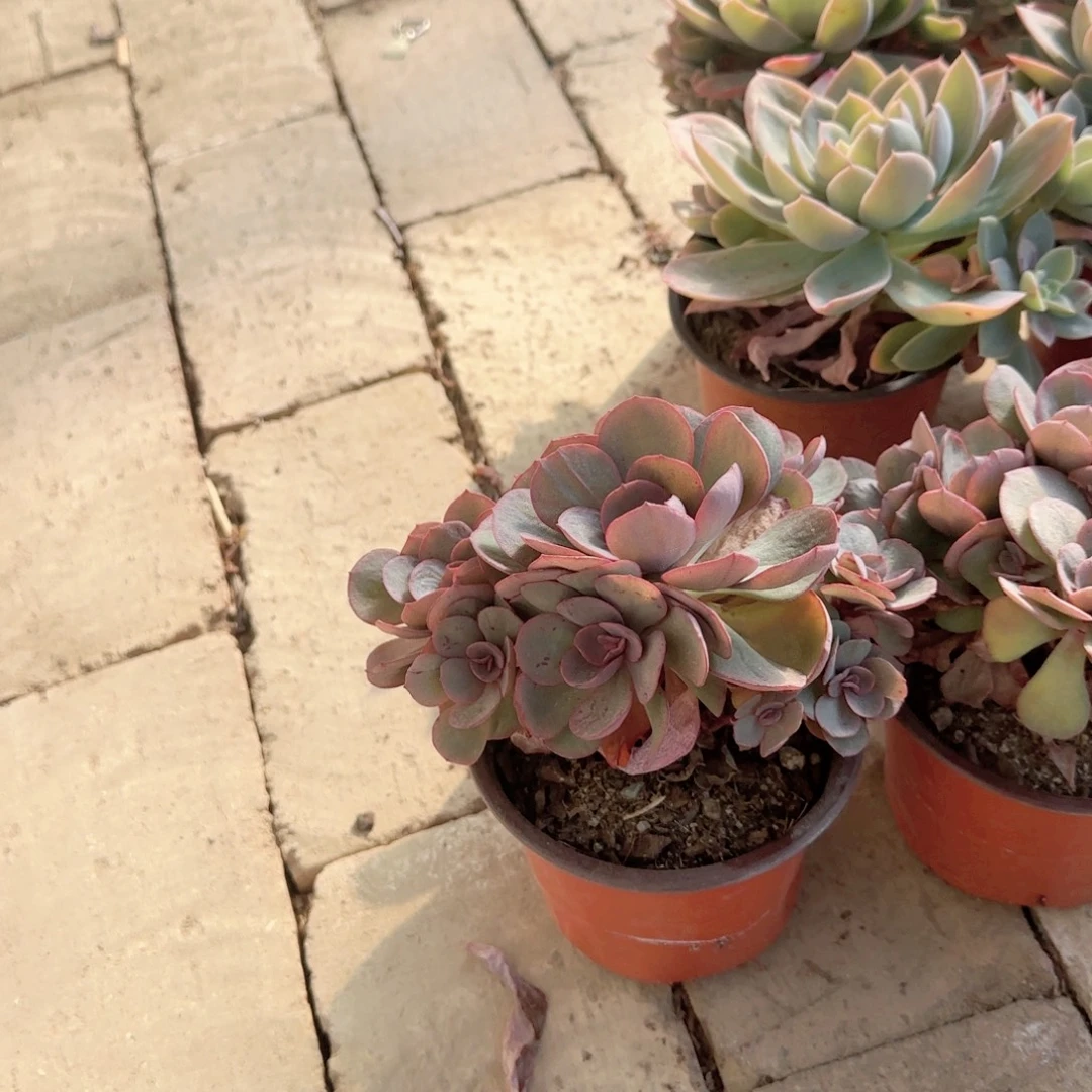 无花朵120秀妍小群