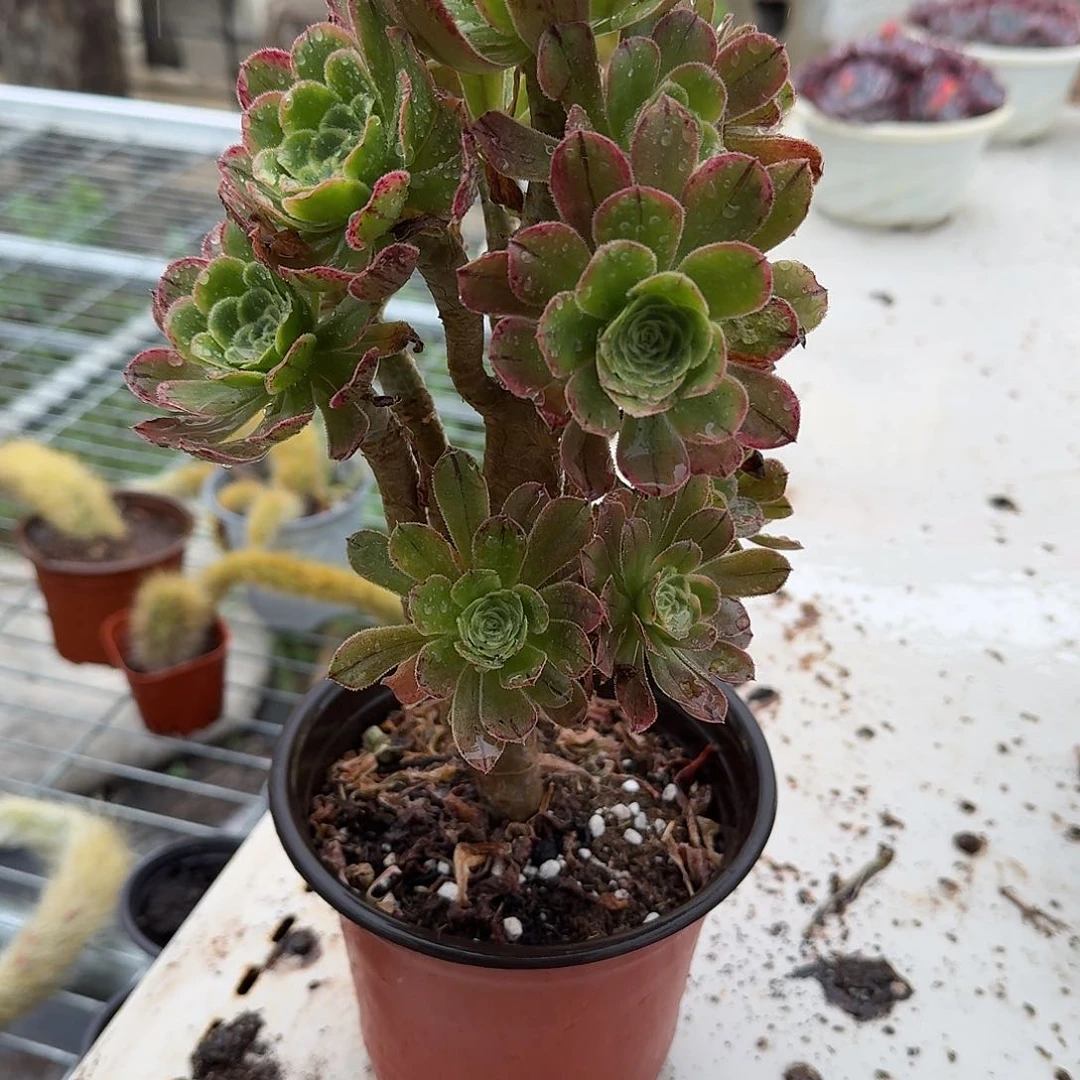 咖****艳日闪多肉植物精品