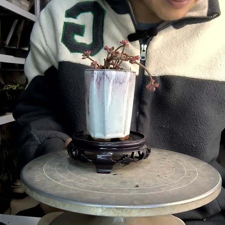 晚***.小盆景小植物一物一拍278
