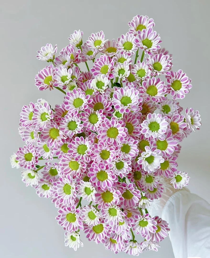 【小斑纹】小雏菊10枝 不支持已发货退款