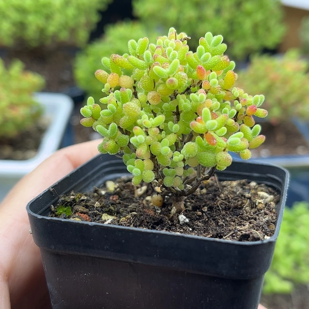 12蜜桔糖球优选枝干