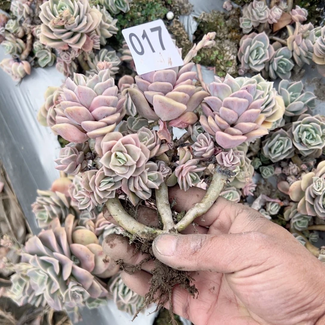 一**好017可爱玫瑰可爱