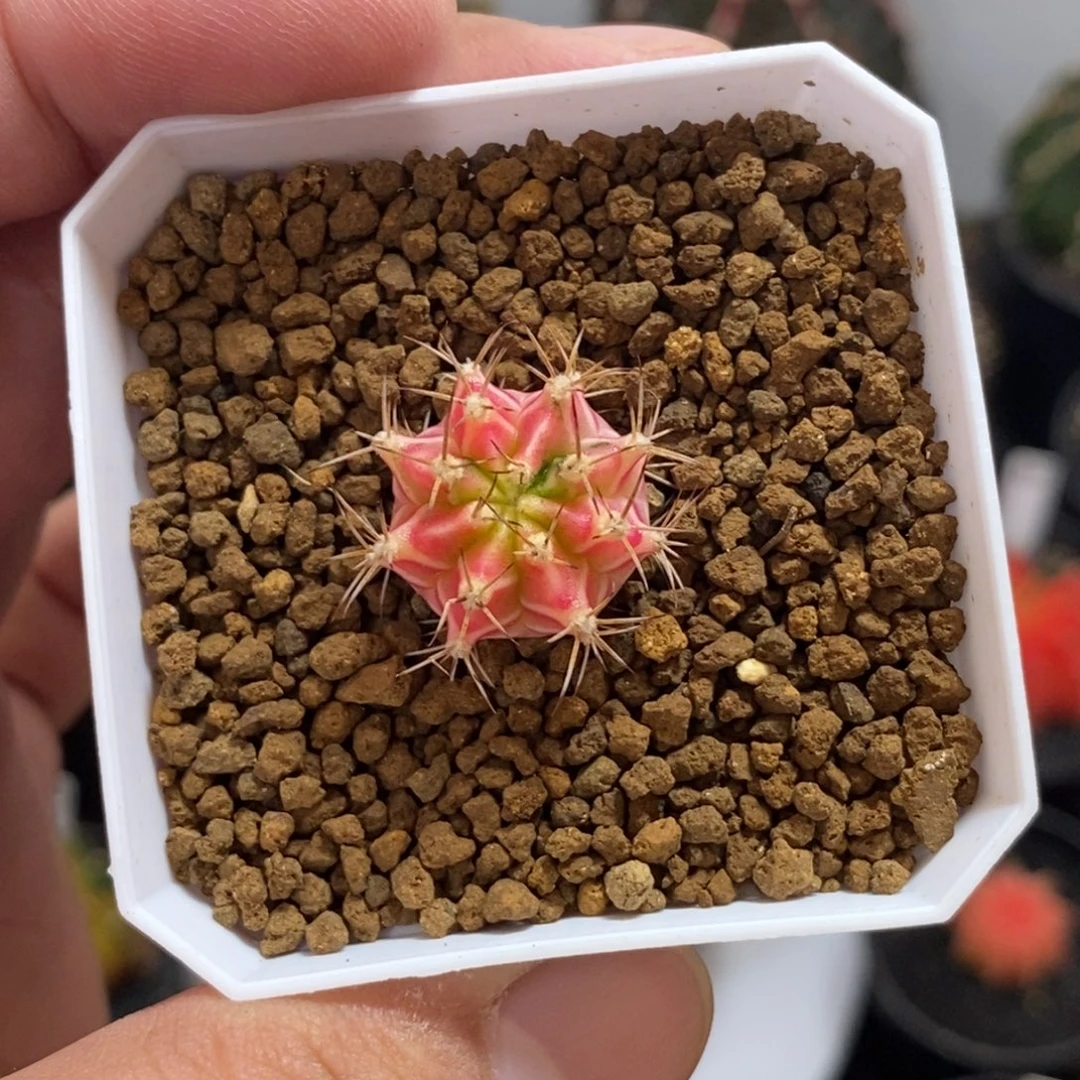 彩虹梦侧芽—带盆土发货32