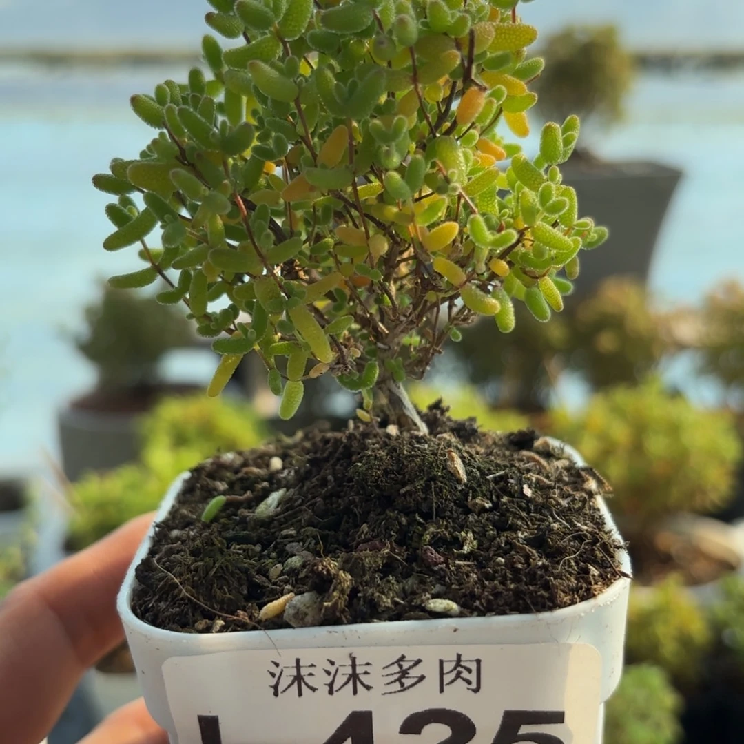 425蜜橘糖球枝干福利